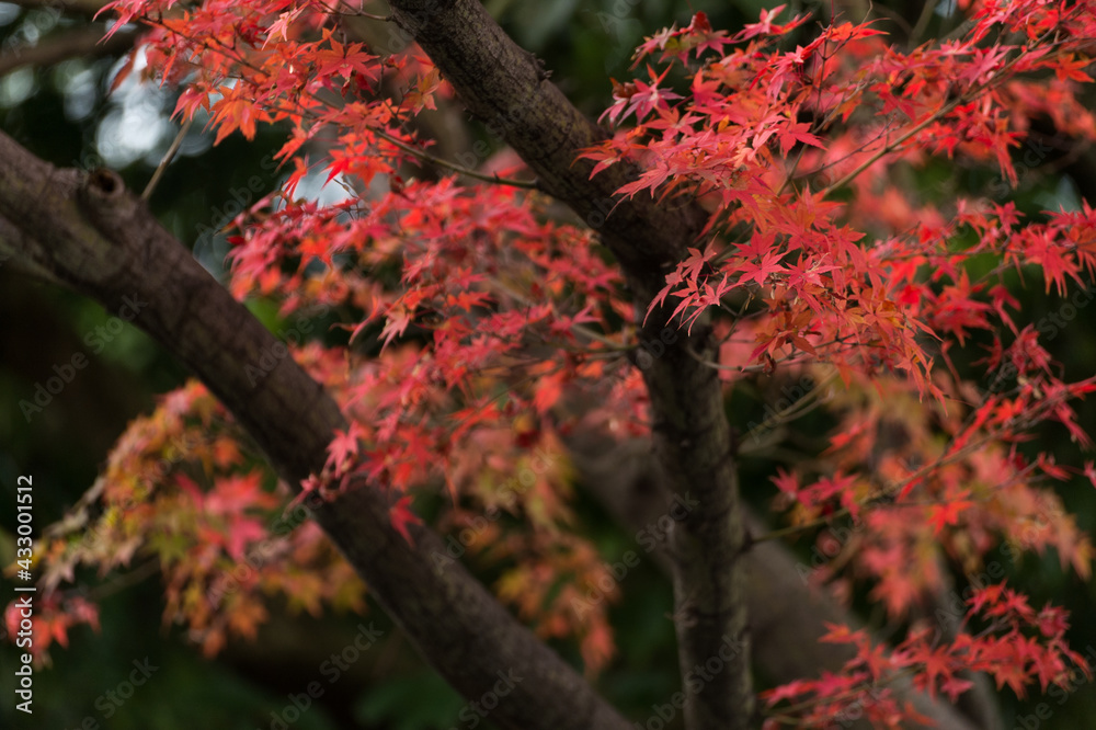 Autumn leafs of Japanese maple in sunshine day. Autumn leafs of Japanese maple in sunshine day.