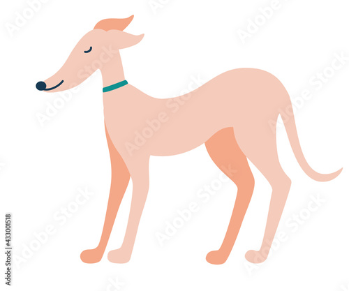 Greyhound dog. English dog. Greyhounds characters. Beautiful graceful dog stands. Flat Vector illustration.
