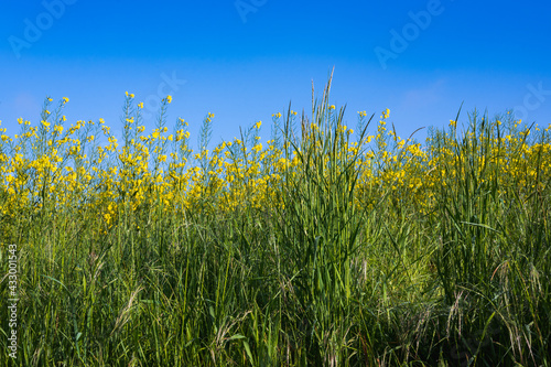 l'herbe au printemps sur fond de ciel bleu