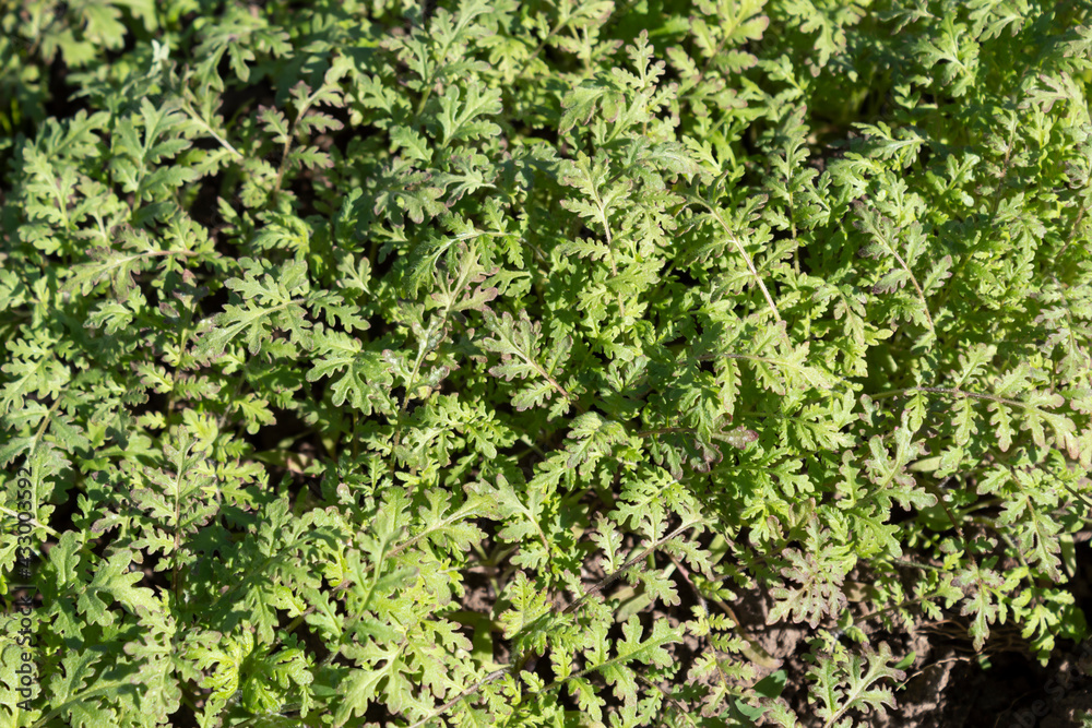 Phacelia green manure was grown in spring to improve soil composition. Phacelia green manure was grown in spring to improve soil composition.