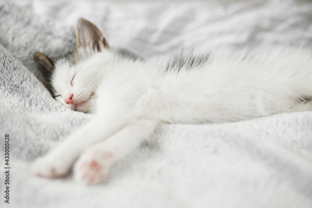 Cute little kitten sleeping on soft bed. Portrait of adorable sleepy kitty relaxing on cozy blanket