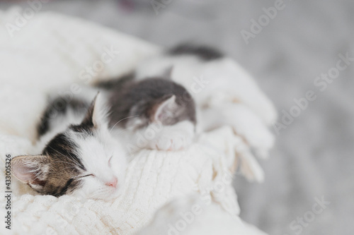 Cute little kittens sleeping on blanket in basket. Portrait of adorable kitty napping. Sweet dreams