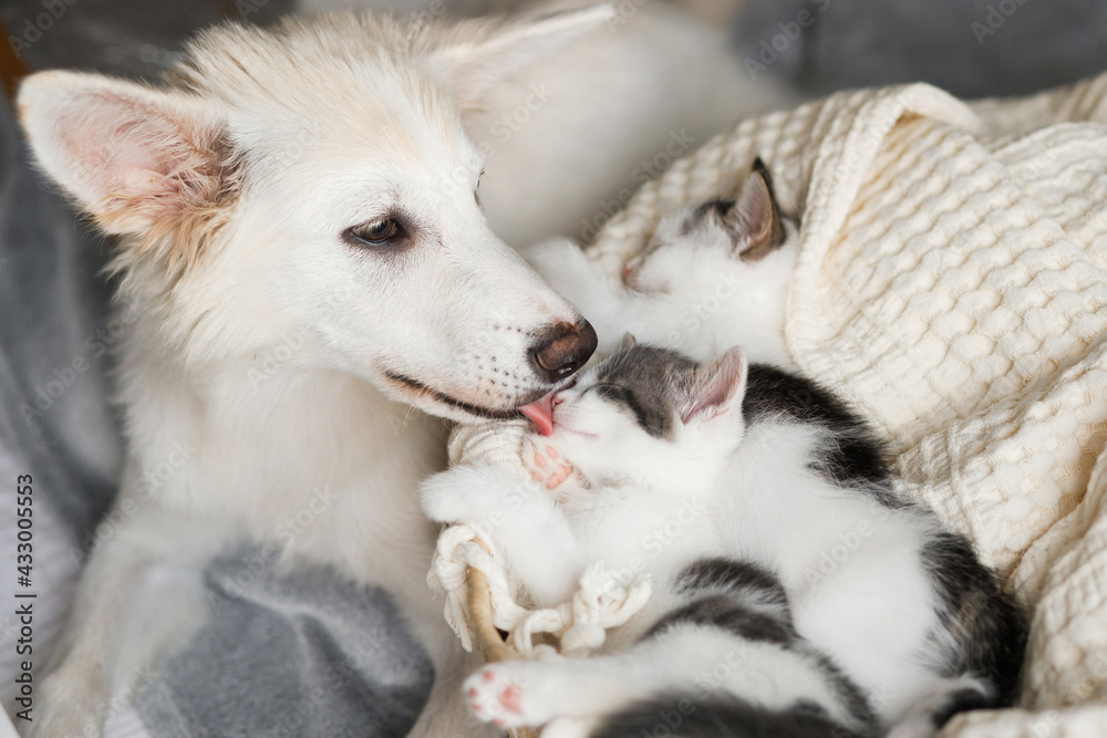Adorable white dog licking and kissing cute little kittens in basket. Adoption and care concept Adorable white dog licking and kissing cute little kittens in basket. Adoption and care concept