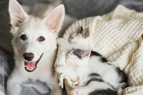 Canvas Print Adorable white puppy with cute little kittens sleeping on soft blanket in basket