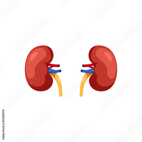 kidney flat design vector illustration kidney.