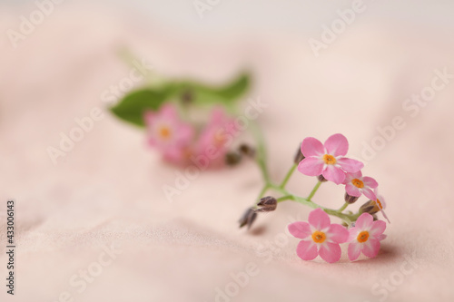 Beautiful Forget-me-not flowers on parchment, closeup. Space for text
