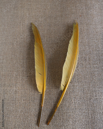 color feather on natural background photo