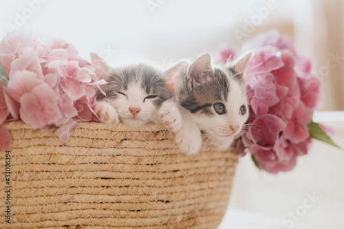 Fotografia Cute little kittens sleeping in basket with beautiful pink flowers