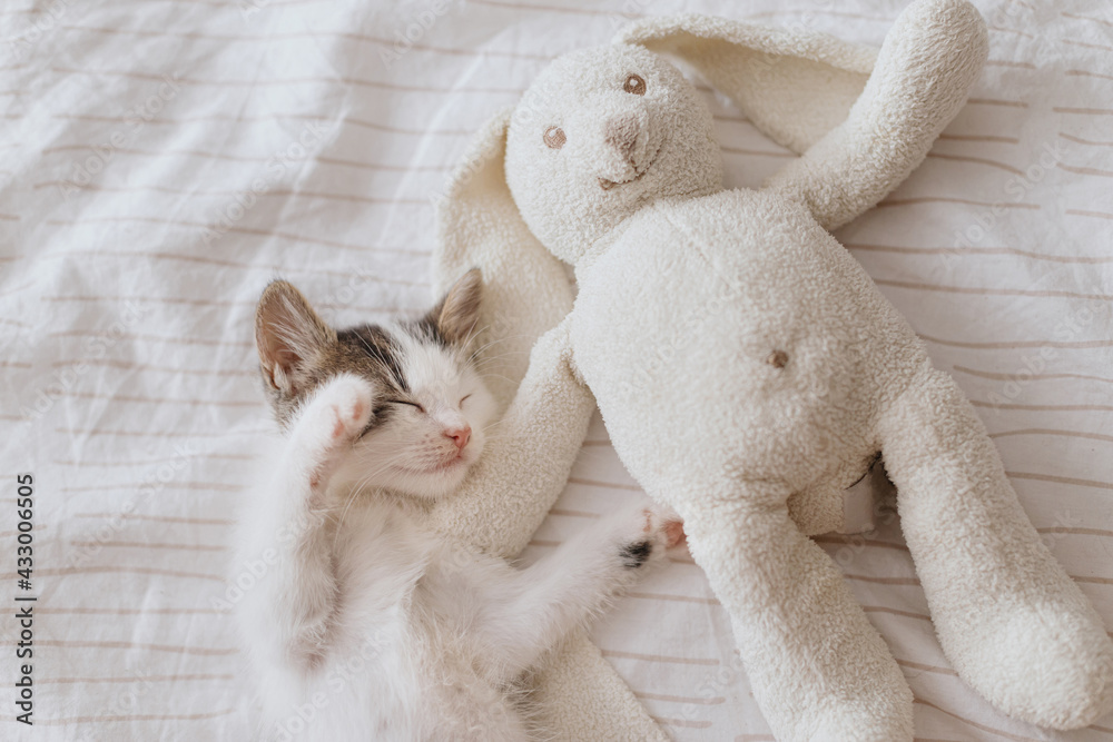 Cute little kitten sleeping on soft bed with bunny toy. Adorable kitty taking cozy nap. Sweet dreams Cute little kitten sleeping on soft bed with bunny toy. Adorable kitty taking cozy nap. Sweet dreams
