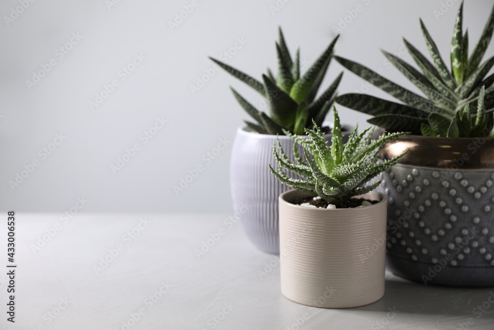 Beautiful potted houseplants on light background. Space for text