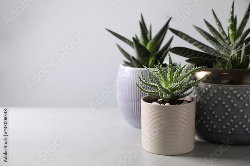 Beautiful potted houseplants on light background. Space for text