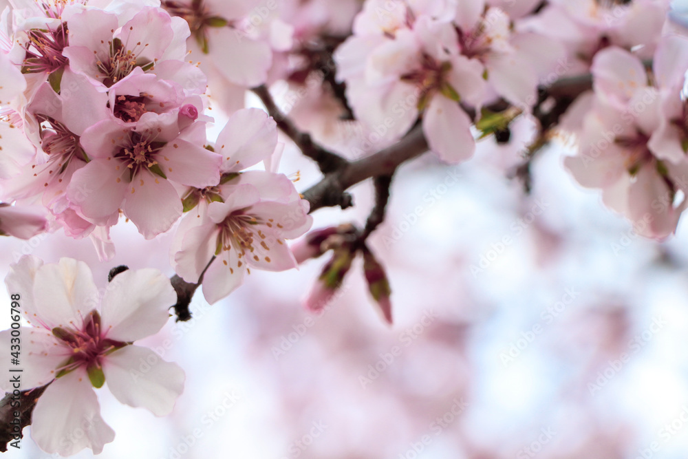 Delicate spring pink cherry blossoms on tree outdoors, closeup
