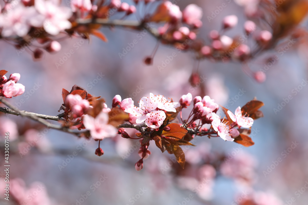 Beautiful spring pink blossoms on tree branches against blurred background, closeup Beautiful spring pink blossoms on tree branches against blurred background, closeup
