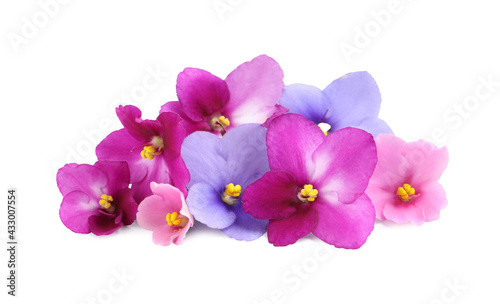 Fresh flowers of violet plant on white background