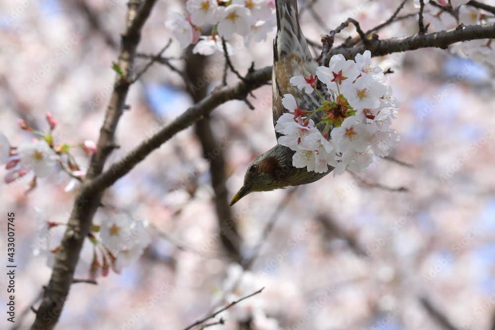 春の公園に咲くソメイヨシノのサクラの枝に止まるヒヨドリ