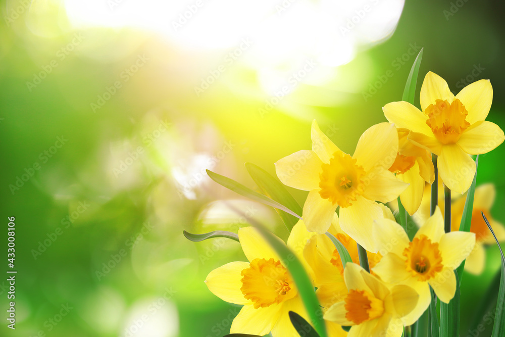 Beautiful blooming yellow daffodils outdoors on sunny day, space for text Beautiful blooming yellow daffodils outdoors on sunny day, space for text