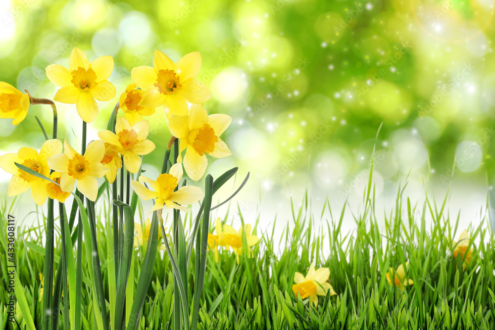 Beautiful blooming yellow daffodils outdoors on sunny day, space for text