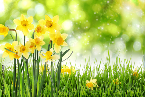 Beautiful blooming yellow daffodils outdoors on sunny day, space for text © New Africa