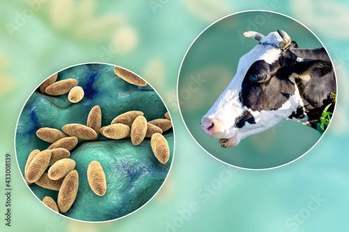 Brucella bacteria, the causative agent of brucellosis in cattle and humans, 3D illustration photo