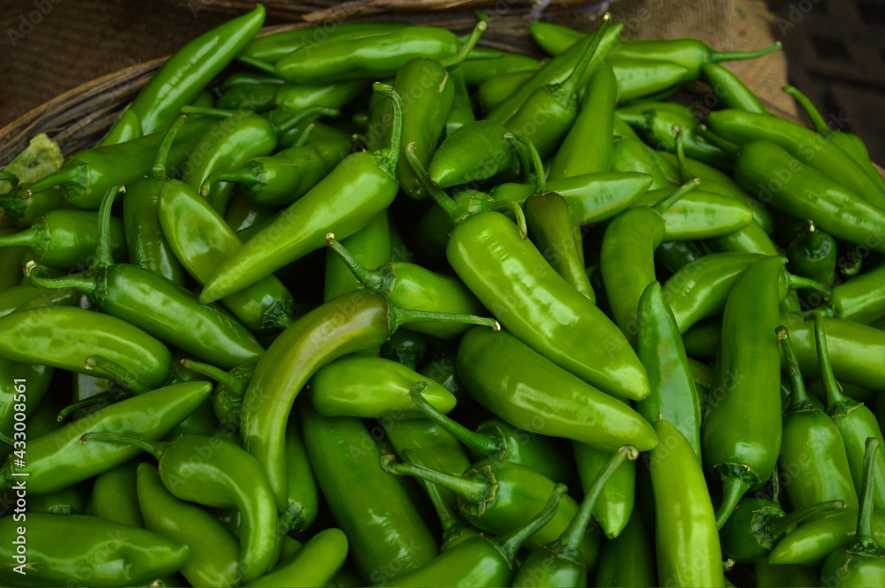 Numex Big Jim green chile peppers, whole. New Mexico pod type (Capsicum annuum). top view. Numex Big Jim green chile peppers, whole. New Mexico pod type (Capsicum annuum). top view.