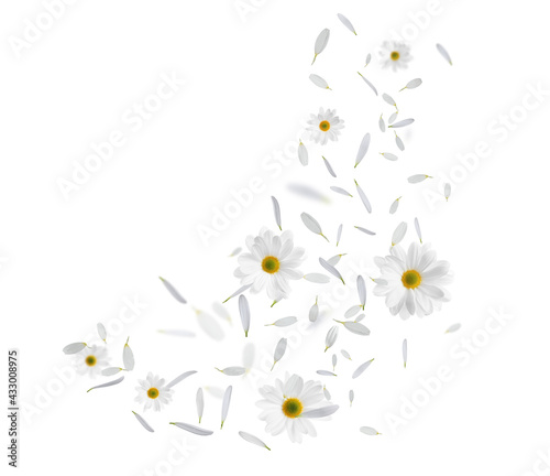Beautiful flowers and petals flying on white background
