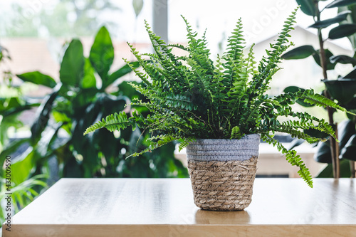 Nephrolepis exaltata (Boston fern, Green Lady) on wooden table with copy space. Nice and modern space of home interior. Cozy home decor. Home garden.
