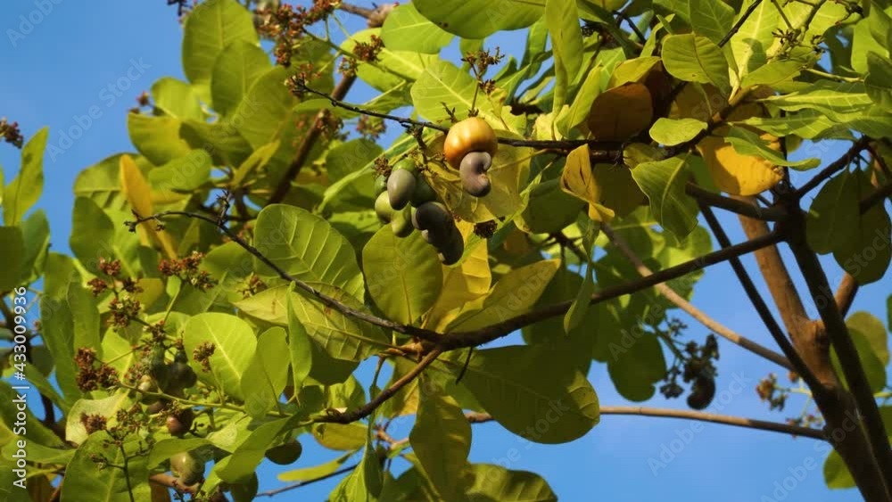Close up shot of tropical cashew tree with cashew seeds growing in wilderness during sunny day with blue sky. Close up shot of tropical cashew tree with cashew seeds growing in wilderness during sunny day with blue sky.