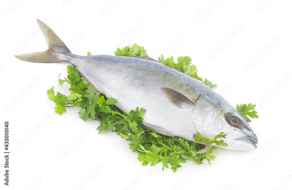 Yellowtail amberjack fish on parsley isolated on white background. Yellowtail amberjack fish on parsley isolated on white background.