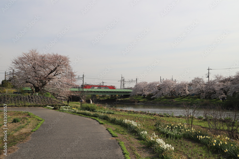 春の日本の埼玉県を流れる元荒川に架かる鉄橋を走行する電気機関車