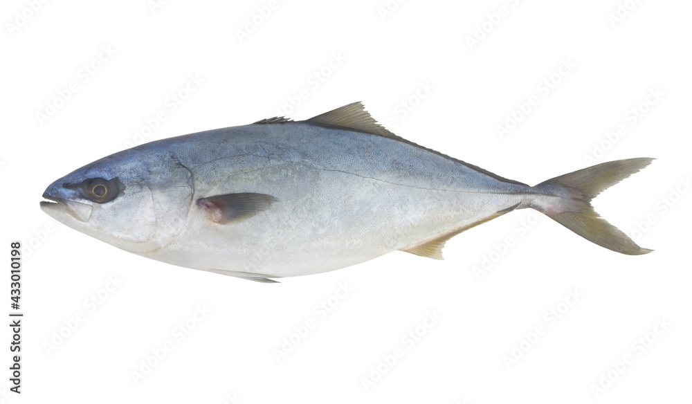 Fresh amberjack fish isolated on white background Fresh amberjack fish isolated on white background