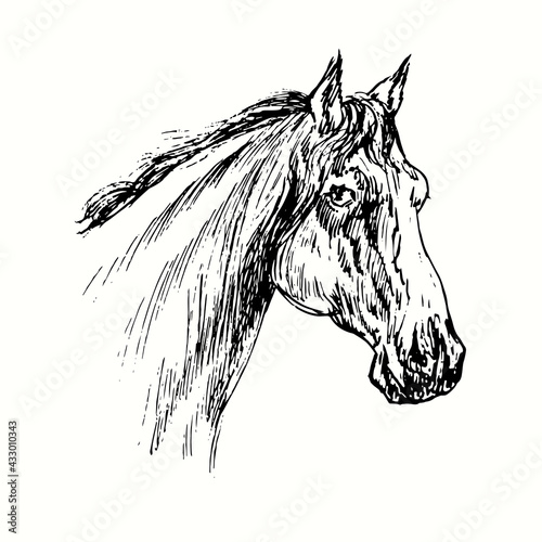 Horse muzzle side view. Ink black and white doodle drawing in woodcut style.