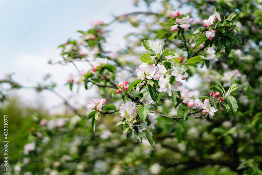 Blooming apple tree in spring Blooming apple tree in spring