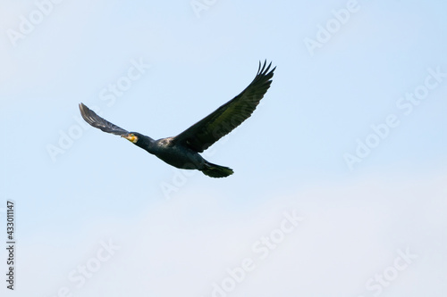 Detailed Cormorant in flight with spread wings. Against a blue sky with white clouds. Copy space