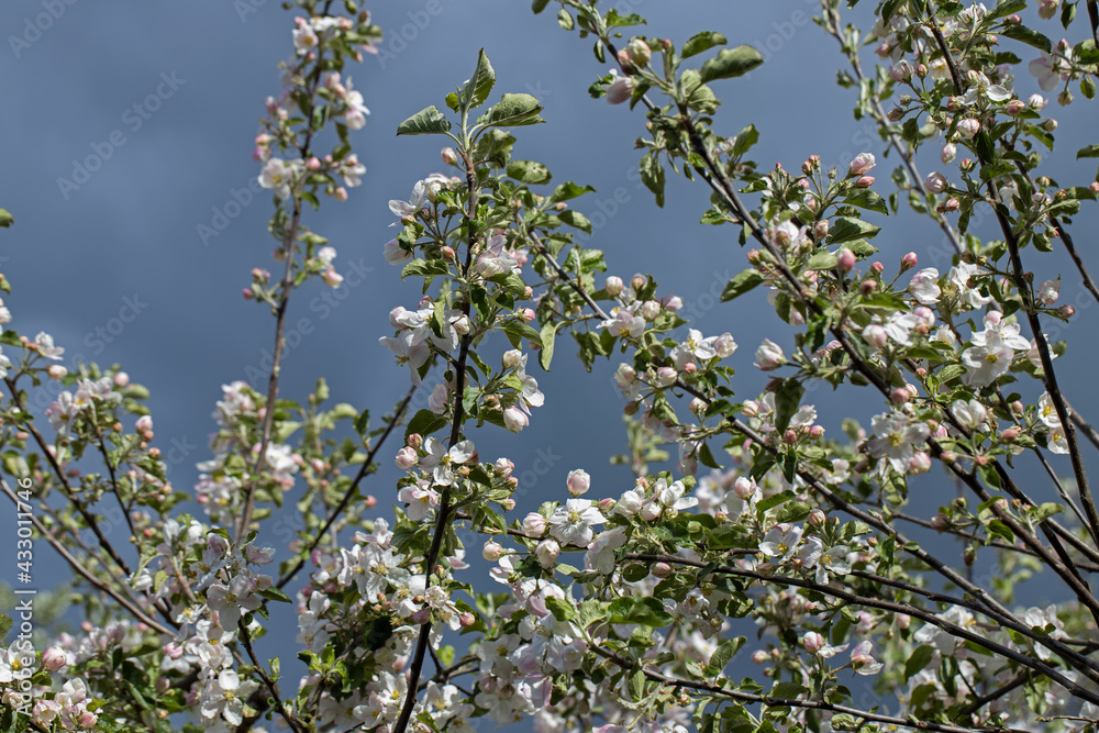Apple tree blossom in spring. Netherlands. Apple tree blossom in spring. Netherlands.