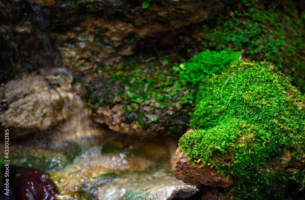 Lush green moss forest with old tree with moss. Background, grenery wallpaper, rain forest in daylight. texture of leaf and light from warm sun. spring season scenary Lush green moss forest with old tree with moss. Background, grenery wallpaper, rain forest in daylight. texture of leaf and light from warm sun. spring season scenary