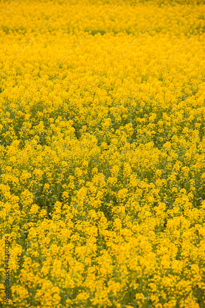 Vertical photo of yellow beautiful rape during spring time Vertical photo of yellow beautiful rape during spring time