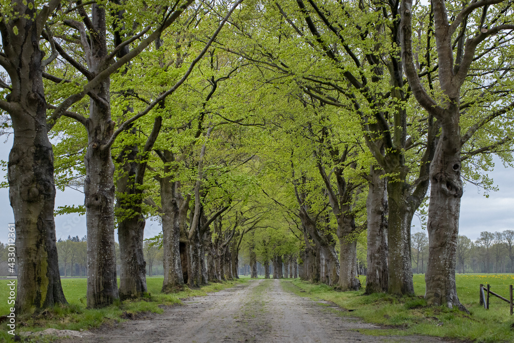 Lane with beech trees in spring. Fresh green leaves. Maatschappij van Weldadigheid Frederiksoord