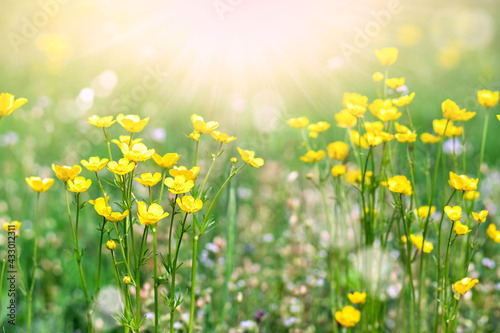 Fototapeta Naklejka Na Ścianę i Meble -  Yellow flowers on a background of summer meadows and sunbeams.