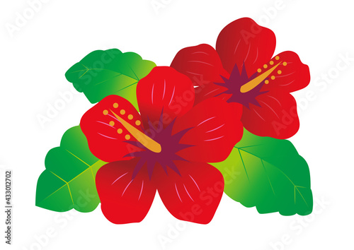 ハイビスカス　花　植物　