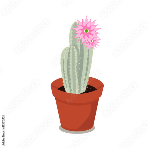 Cactuse isolated home plant