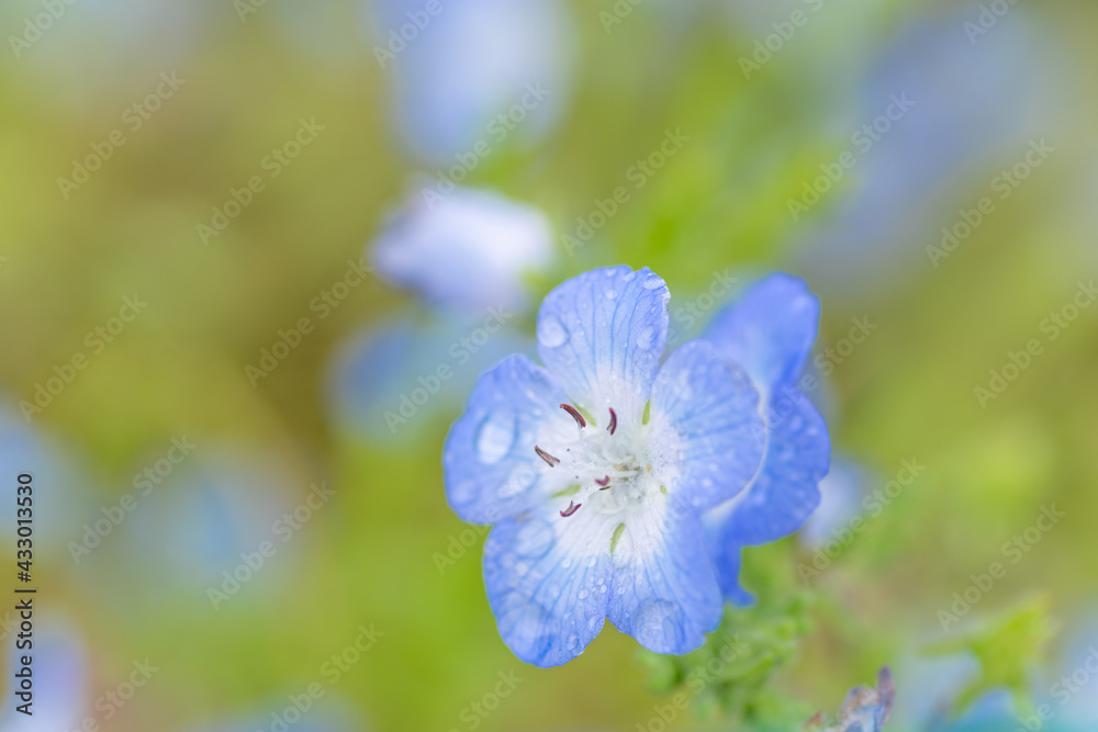雨に濡れた花 ネモフィラ 雨に濡れた花 ネモフィラ