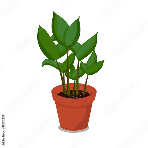Home plant green isolated