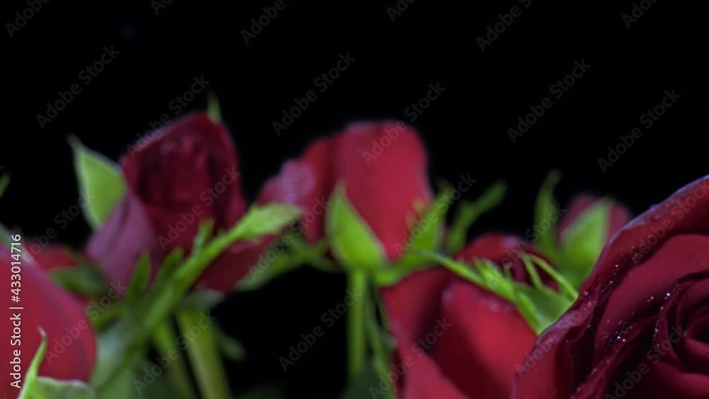 Red Roses with water drops. This video shows some beautiful red roses shot taken with slider and laowa 24mm probe lens in black background. Roses look so big and süper macro. Red Roses with water drops. This video shows some beautiful red roses shot taken with slider and laowa 24mm probe lens in black background. Roses look so big and süper macro.