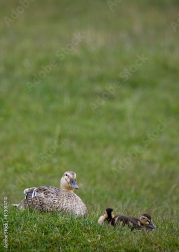 Mallard ducklings in springtime, North Yorkshire, United Kingdom © A Linscott