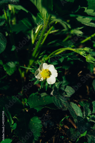 White flower on a strawberry bush  blooming in spring in the garden