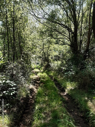 Antiguo camino rural en estado de abandono en Vilalba, Galicia