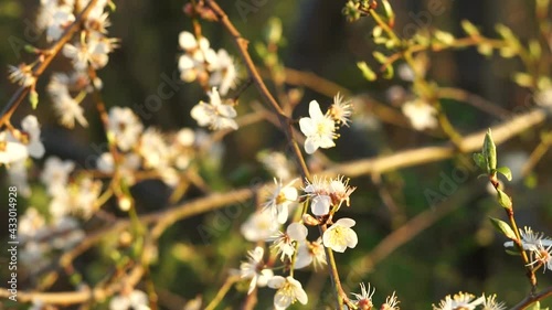 cherry plum blossom. Nature Background in 4k.