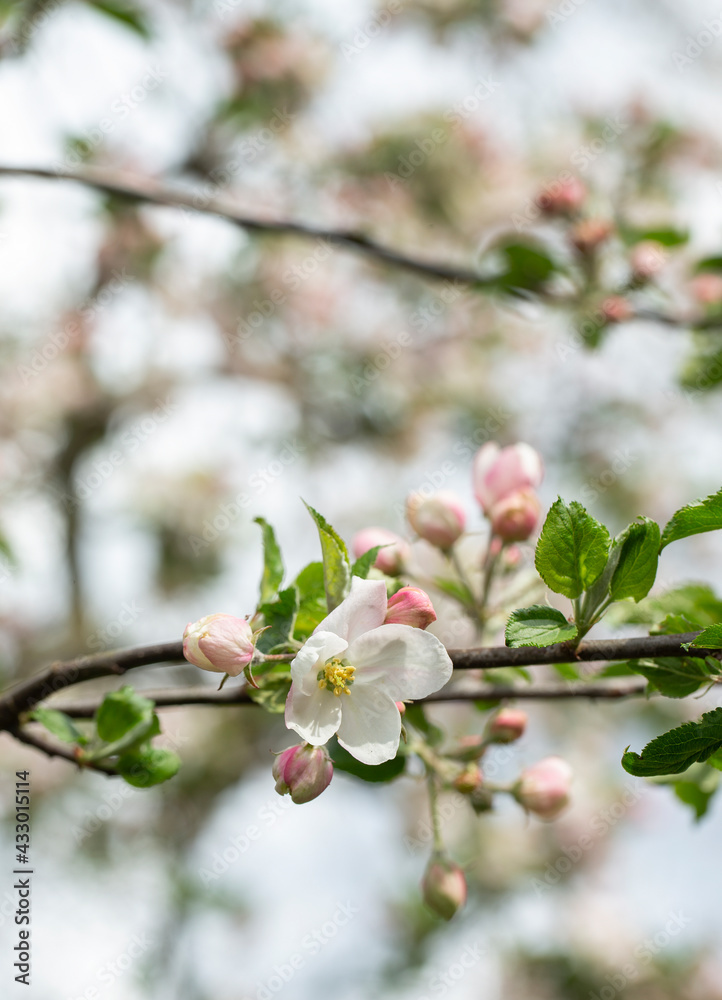 Apple tree blossom in spring. Netherlands. Apple tree blossom in spring. Netherlands.