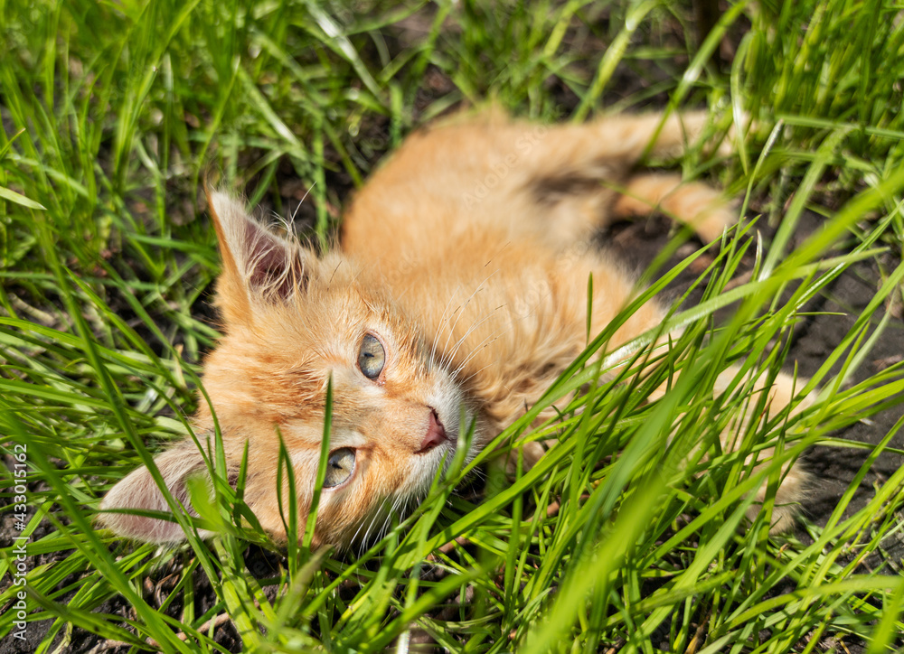 Red kitten in the grass