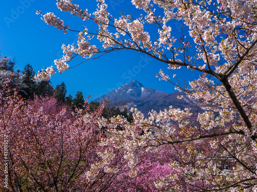 Mountain with remaining snow seen between cherry blossoms in full bloom (Kamegajo park, Inawashiro, Fukushima)